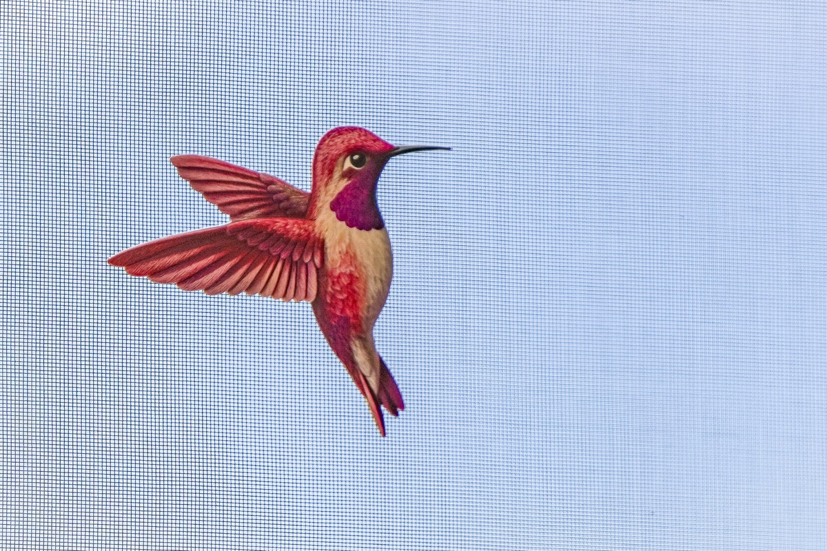 ScreenSense pink hummingbird screen door magnet on screen mesh